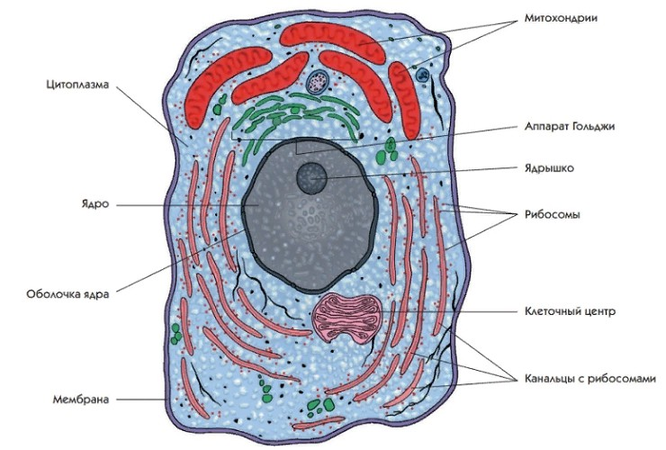 На рисунке представлена клетка. Схема клетки человека. Клетки человека названия. Строение клетки ткани. Клетка человека рисунок 8 класс.