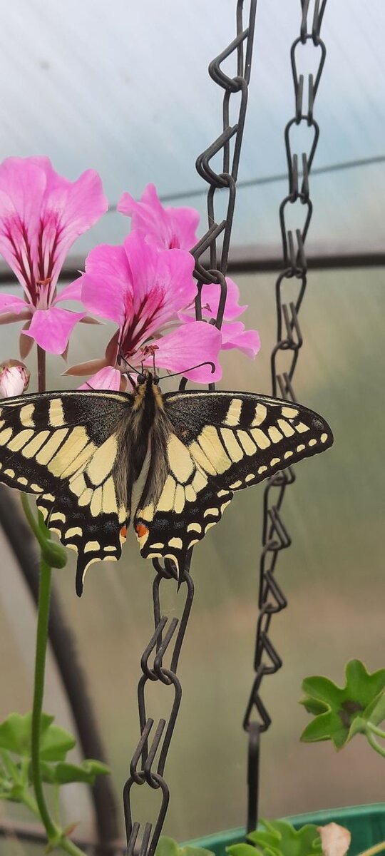 Плющелистная пеларгония в теплице. И гостья.