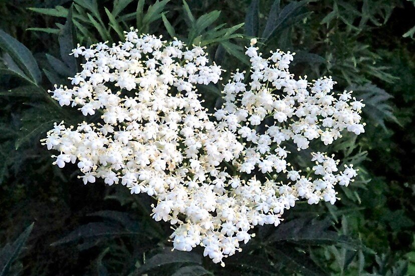 Бузина черная. За семь лет цвела один раз. Когда не вымерзла в одну теплую зиму... А так- вымерзала регулярно, отращивала за лето двухметровые побеги и опять вымерзала...