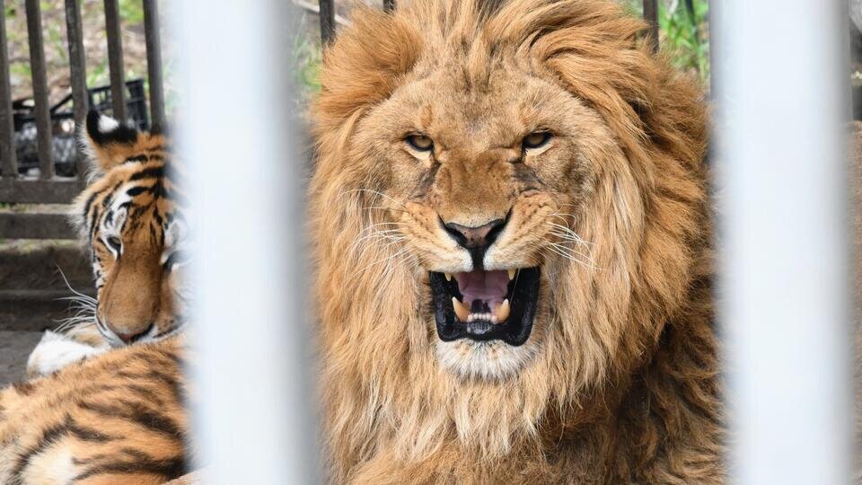 Фото: © РИА Новости/Илья Питалев