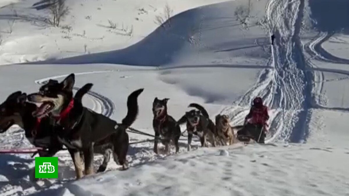 Собачьи упряжки Камчатка