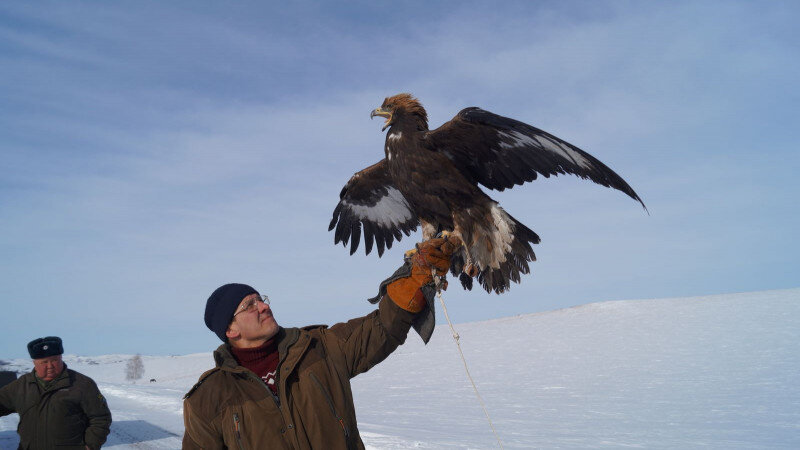     Спасенный беркут. Министерство природных ресурсов и экологии Алтайского края