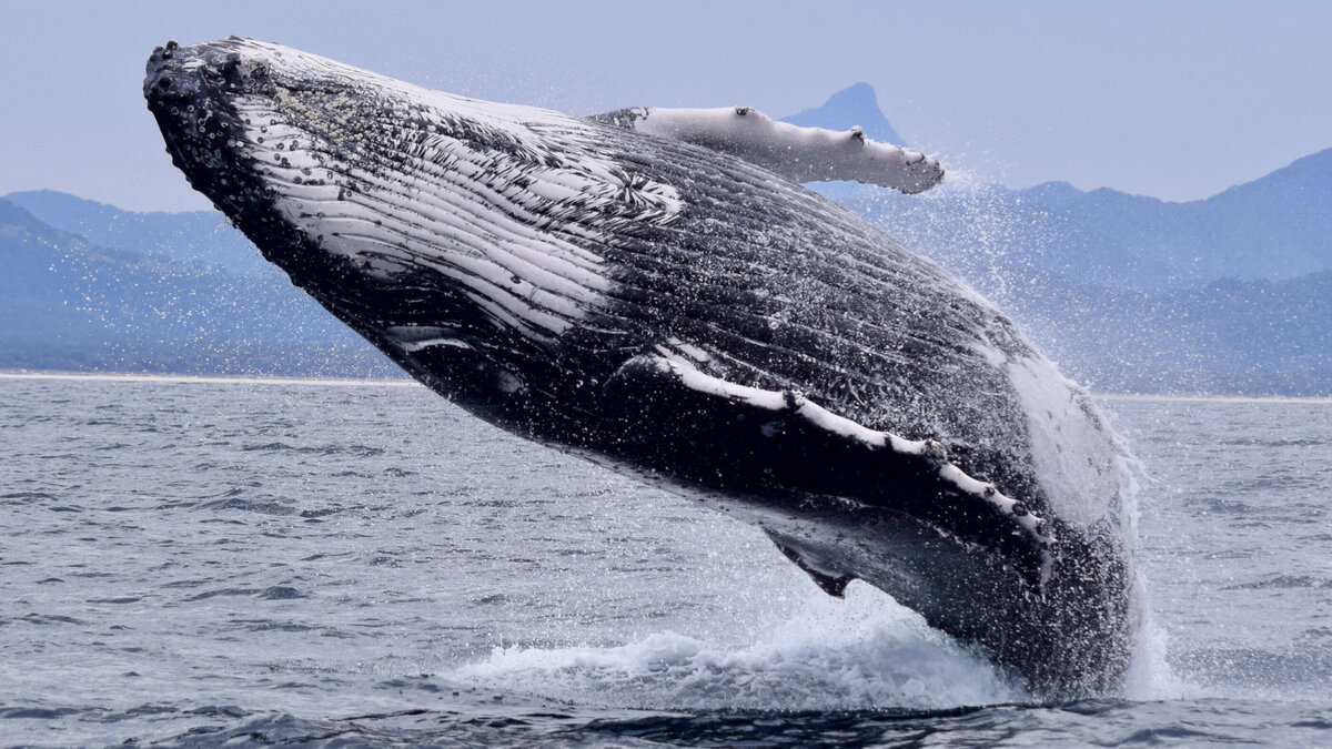 Горбатый кит Камчатка