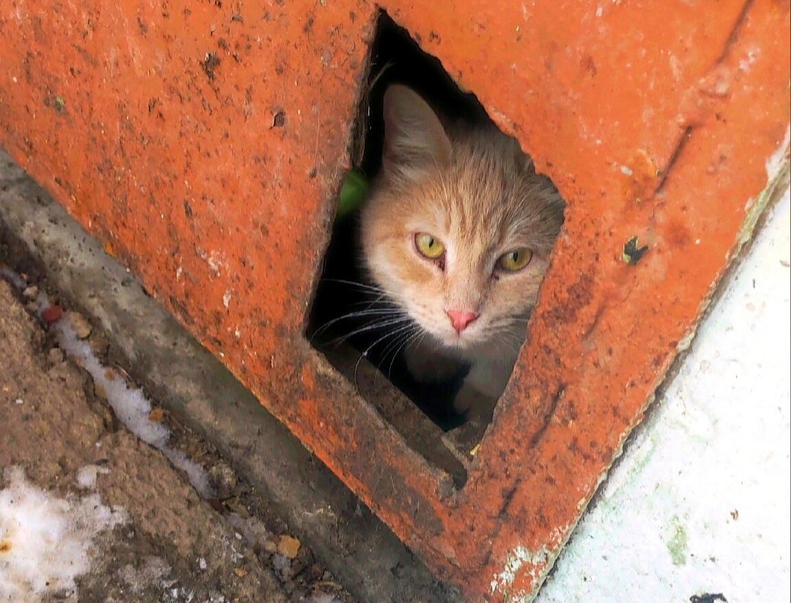 Кошки в подвале живут много лет. Все их любят и подкармливают.