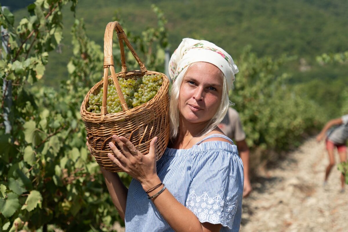 Виноградарь "Абрау-Дюрсо" Кристина Вожева. Фото Натальи Плаксиной, победителя конкурса «Золотой объектив Кубани-2022»