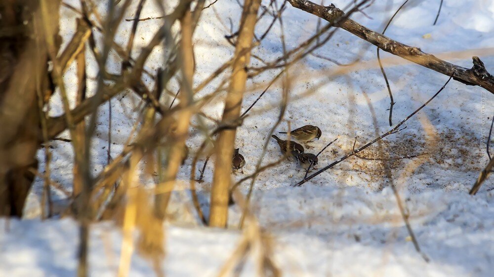 2. Полевые воробьи © NickFW.ru — 03.03.2022г.