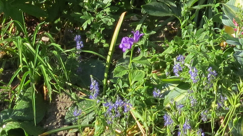 27.06.2022. Молодой колокольчик широколистный.