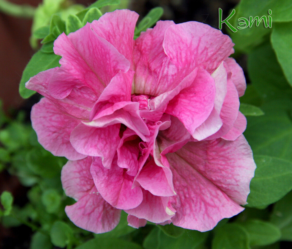 Петуния дабл каскад. Посев ранний в начале-середине февраля.