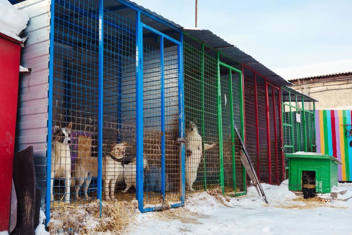 Приют "Омские хвостики"
