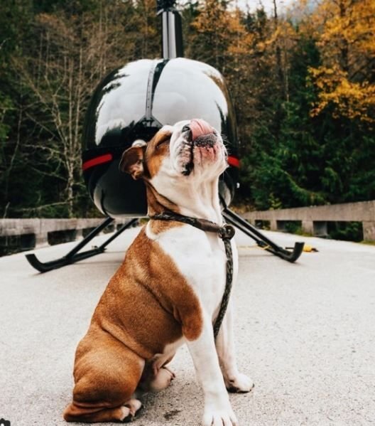      Мистер Бентли