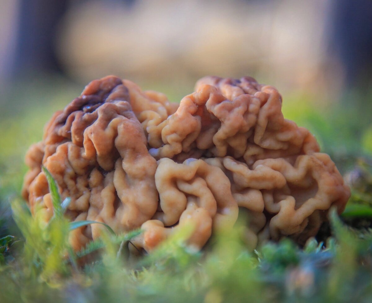 Строчок гигантский — Gyromitra Gigas.. Gyromitra esculenta. Строчок пучковый Gyromitra Fastigiata.