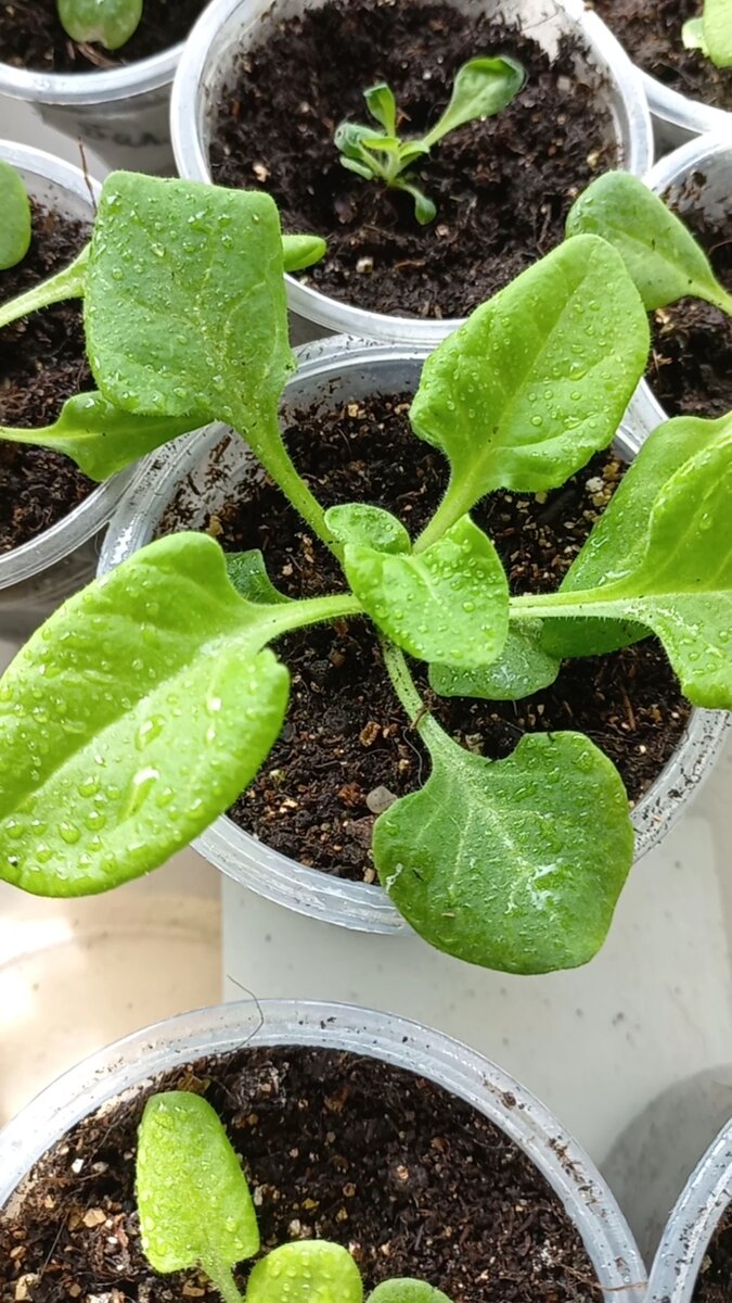 Самая жирненькая