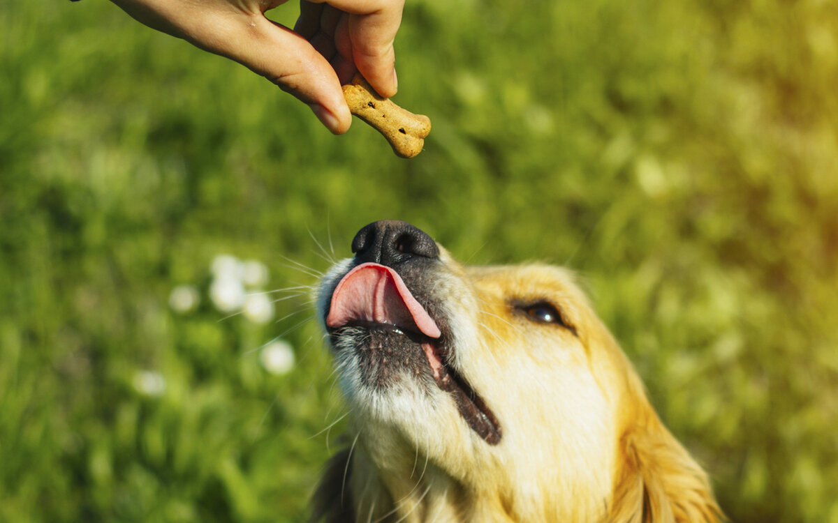 Источник фото: shopingdog.ru 