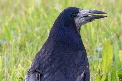    Грач ©Фото: Юрий Подвербный