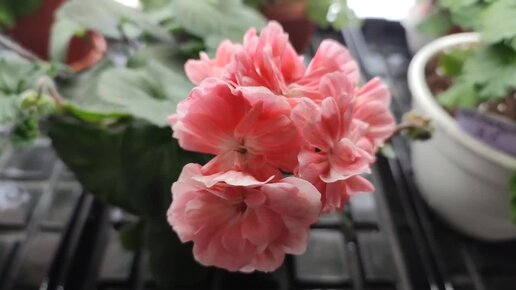 Пеларгония Pelargongaragets Hanna Novis