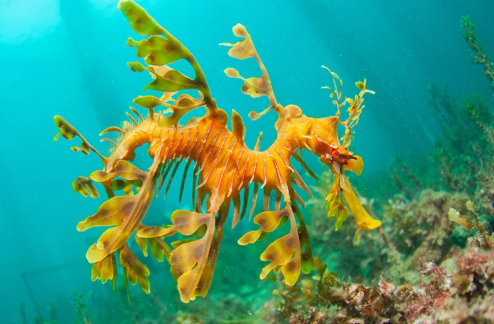 Лиственные морские драконы являются яйцекладущими животными, и самцы выполняют заботливую роль в воспитании молодых. Самки откладывают яйца на водоросли, а самцы заботятся о них, защищая яйца и помогая молодым драконам вылупиться. Этот вид драконов является довольно редким и защищенным законом, поскольку они подвержены угрозе от загрязнения и изменения климата. Они также подвержены угрозе от незаконного лова и сбора в качестве декоративных объектов.
Лиственные морские драконы являются удивительными и важными существами в экосистеме океана. Они помогают контролировать популяции мелких рыб и других морских организмов, что делает их важными для баланса экосистемы.
