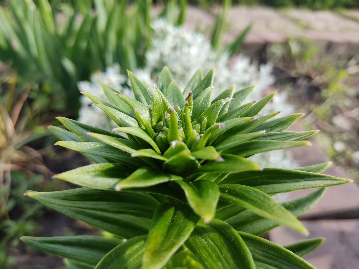 Лилия азиатская в мае