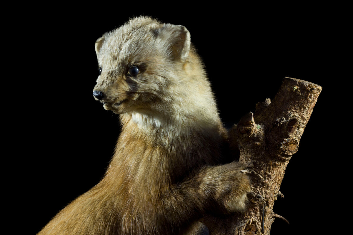 Соболь. Экспонат Зоологического музея и гербария им. Э.А.Эверсмана