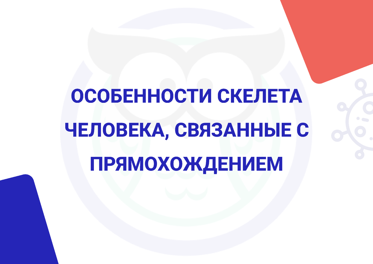 Болезни прямохождения. Часть I: опорно-двигательная система | Пикабу