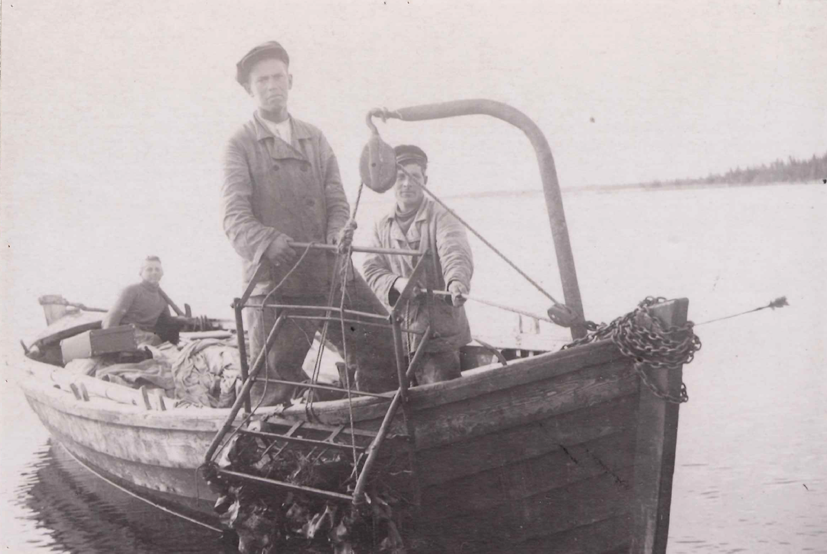 Бурые водоросли Архангельский водорослевый комбинат с XX века добывает в Белом море близ Соловков — для косметики сегодня их собирают там же, вдали от больших городов