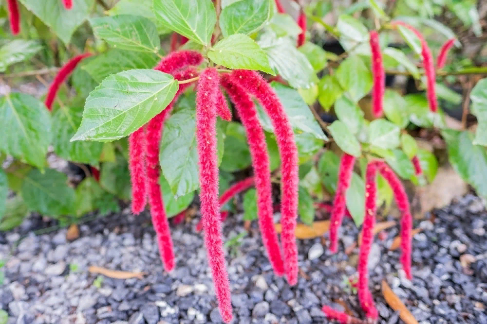 Фотографий Acalypha rubrinervis не осталось, но так выглядит его родственник Acalypha reticulata 