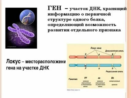 Взято в Яндекс картинках