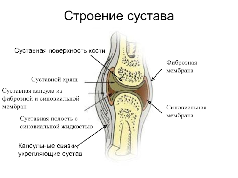 Хрящевые кости. Строение сустава фиброзная мембрана. Коленный сустав анатомия строение кости. Схема строения костей коленного сустава. Синовиальная мембрана суставной капсулы.