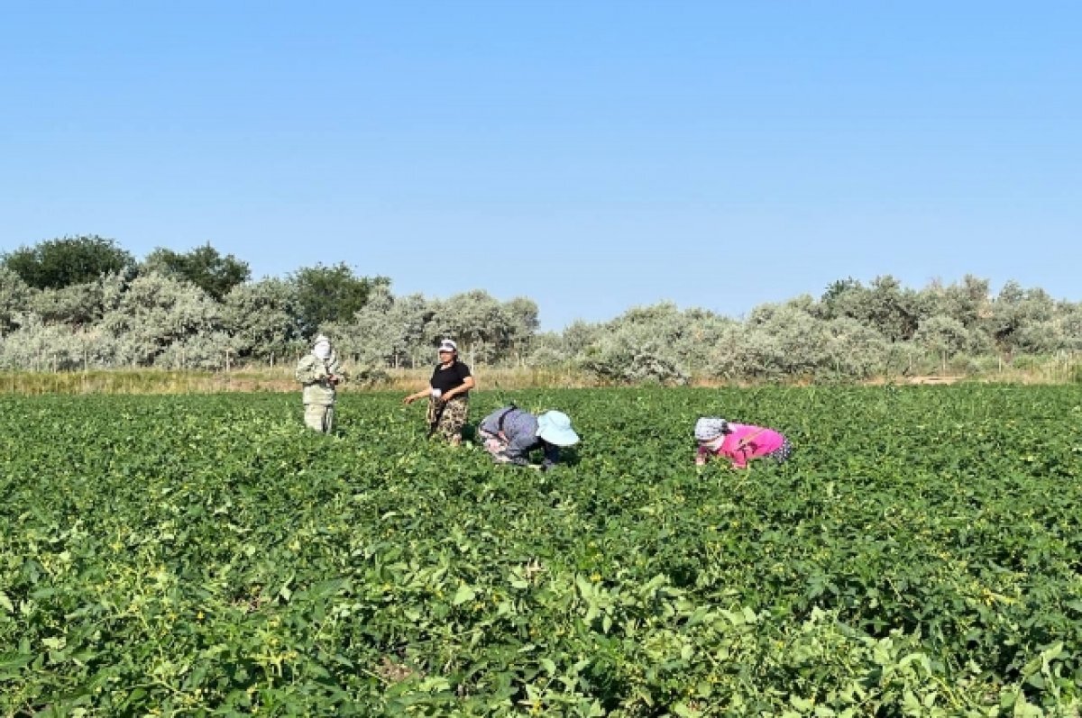    В Астраханской области подростки зарабатывают на прополке и сборе урожая