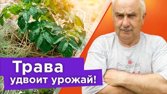 Не мусор, а ценный материал! Как применять скошенную траву в огороде и в саду с пользой для растений