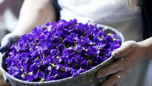 душистая фиалка