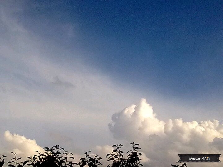 "Выше деревьев"