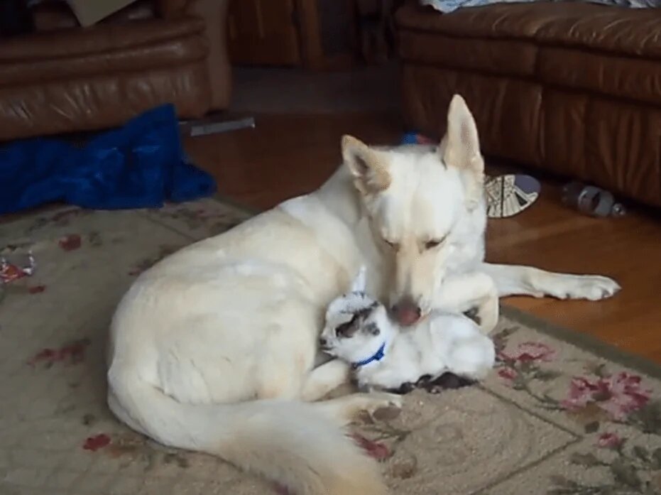 Источник фото: https://pastmedia.ru/2022/03/25/a-cute-video-a-white-german-shepherd-adopts-a-baby-goat-and-looks-after-her-as-her-own-puppy/