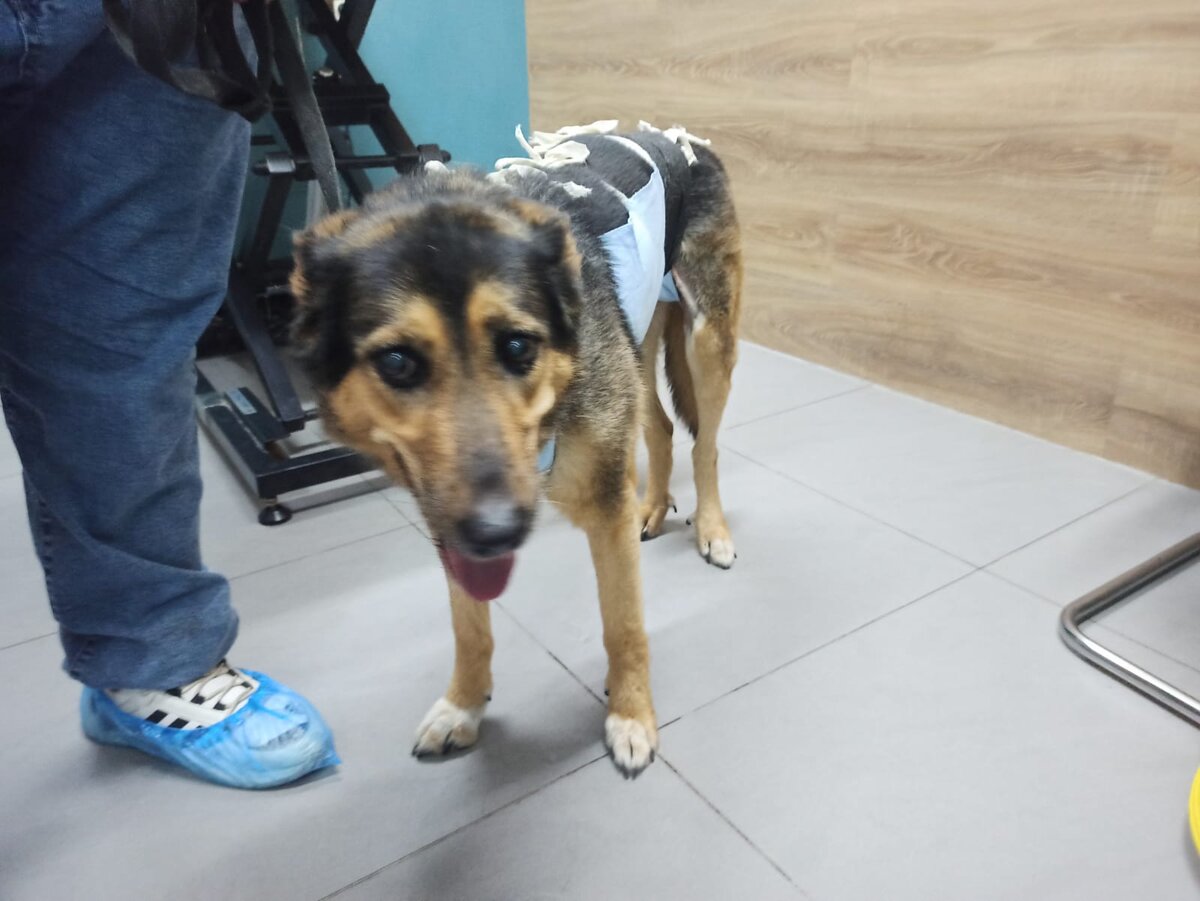 Найда перед операцией вчера,  08.09.2023