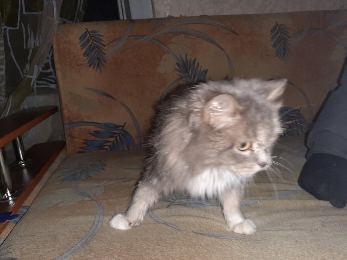 Скромняшка, не привыкла на диване сидеть