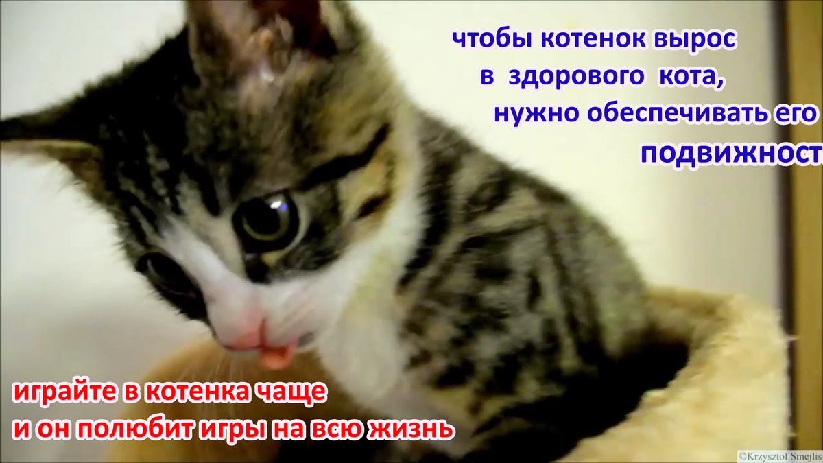 играйте в котят чаще