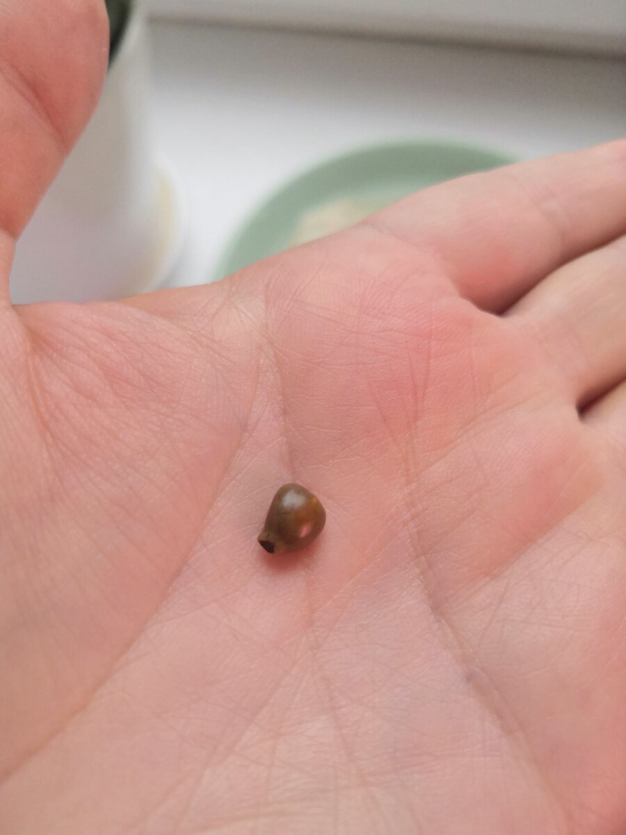 Обрезанная косточка