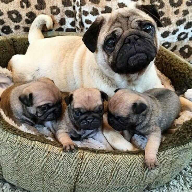 Счастливое семейство