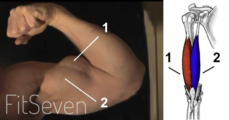 Как понять крепление бицепса. Анатомия сухожилия двуглавой мышцы. Сухожилие двуглавой мышцы плеча анатомия. Длинная головка двуглавой мышцы плеча упражнения. Сухожилие длинной головки двуглавой мышцы.