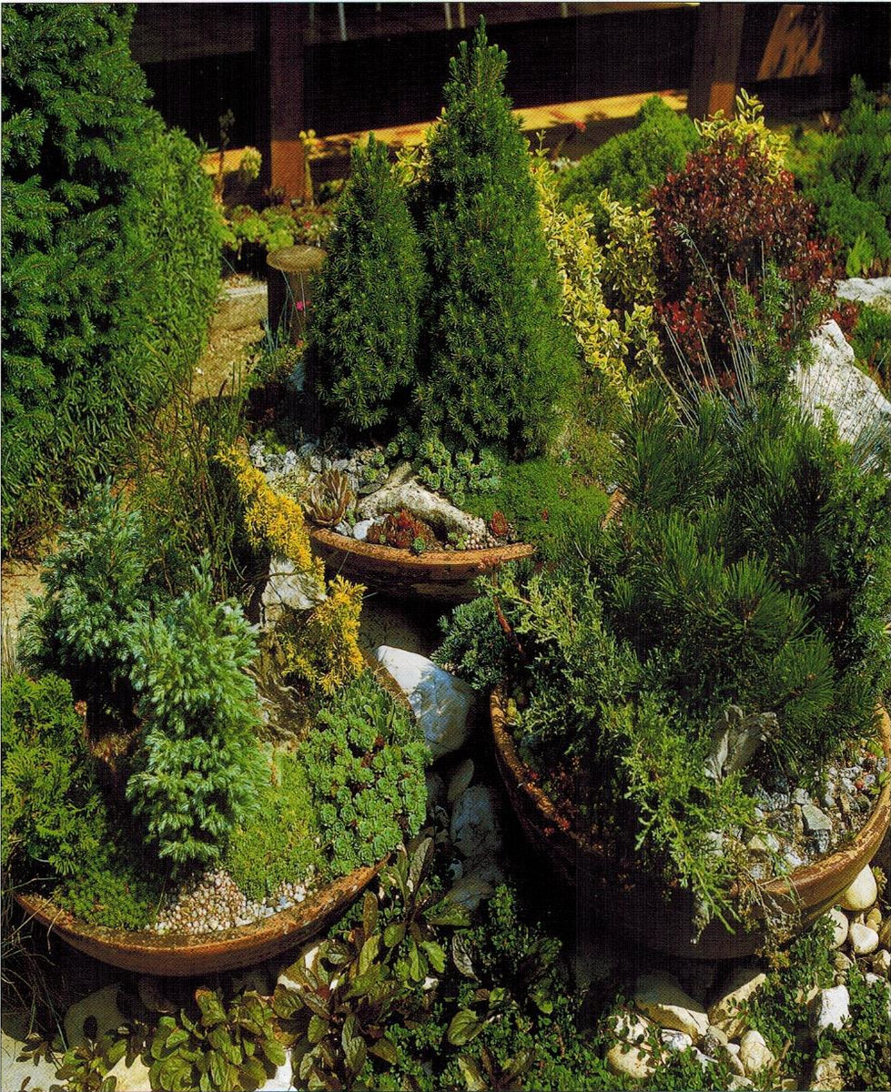 Маленькие хвойники