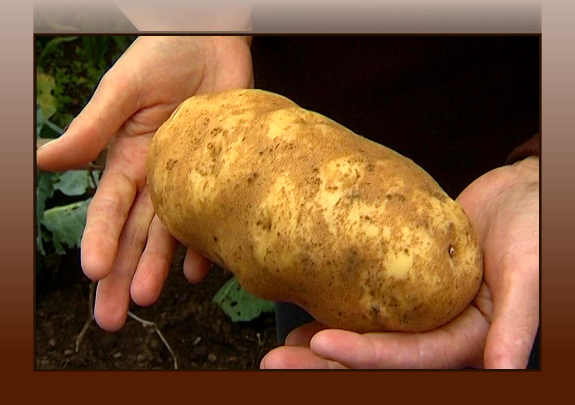 Как добиться богатого урожая картофеля без навоза