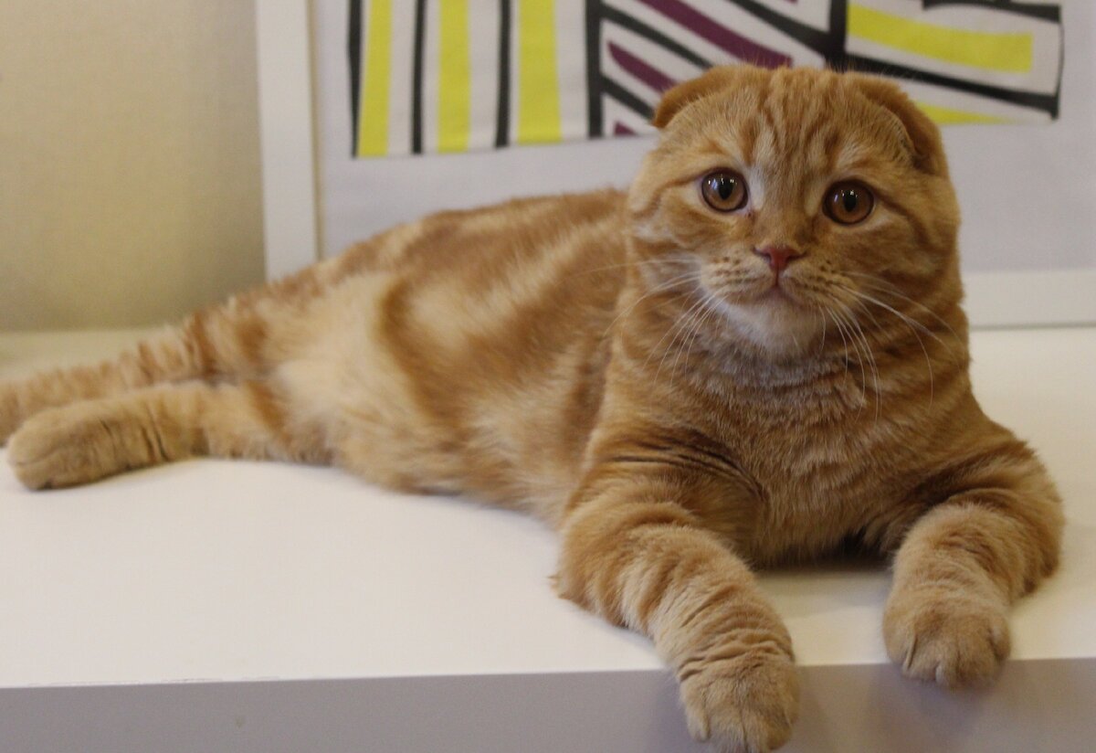 Расслабленный шотландец, готовый к процедурам 