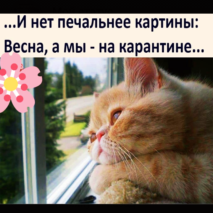 Весна #коты#карантин