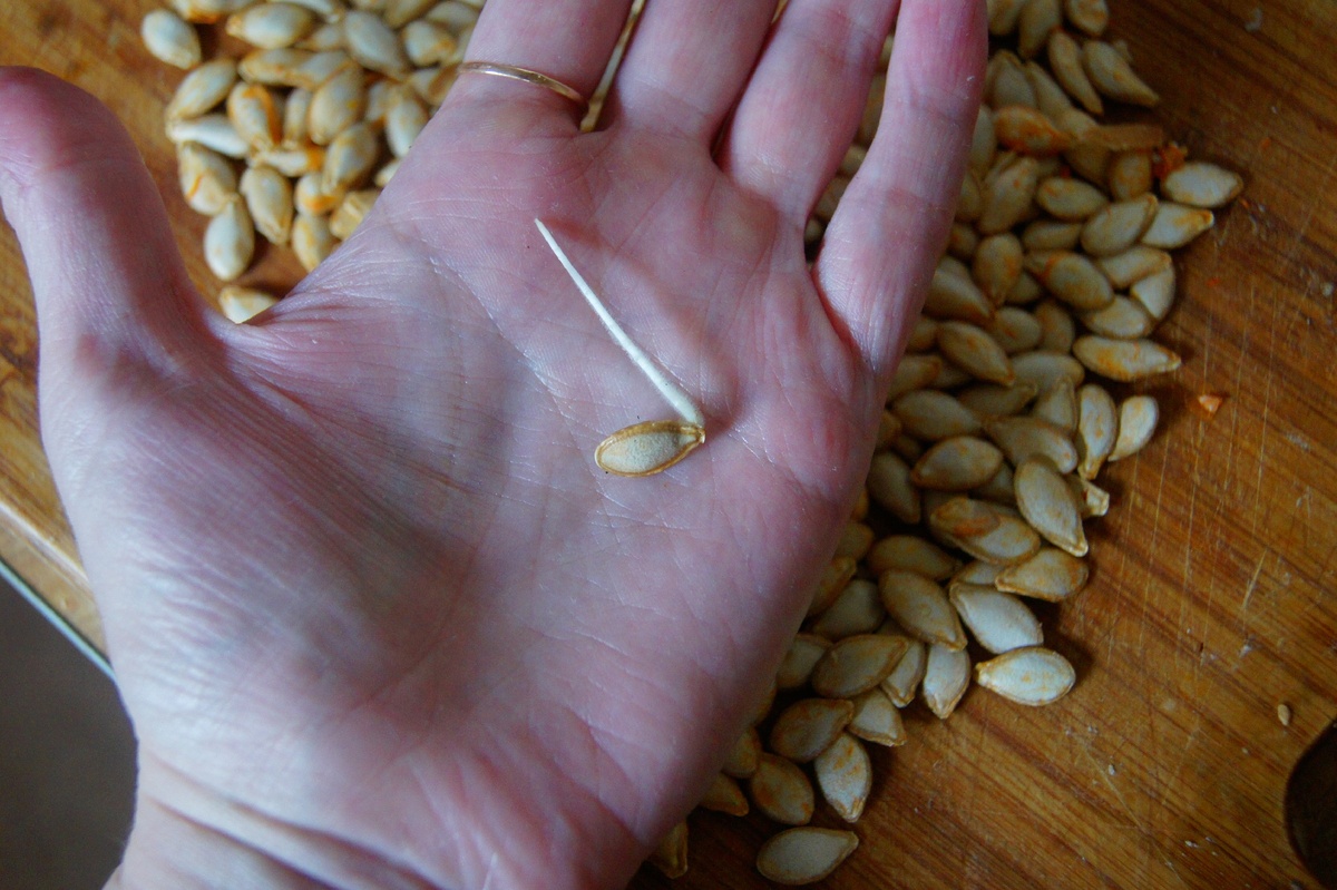 Проросшая семечка через 2 дня.