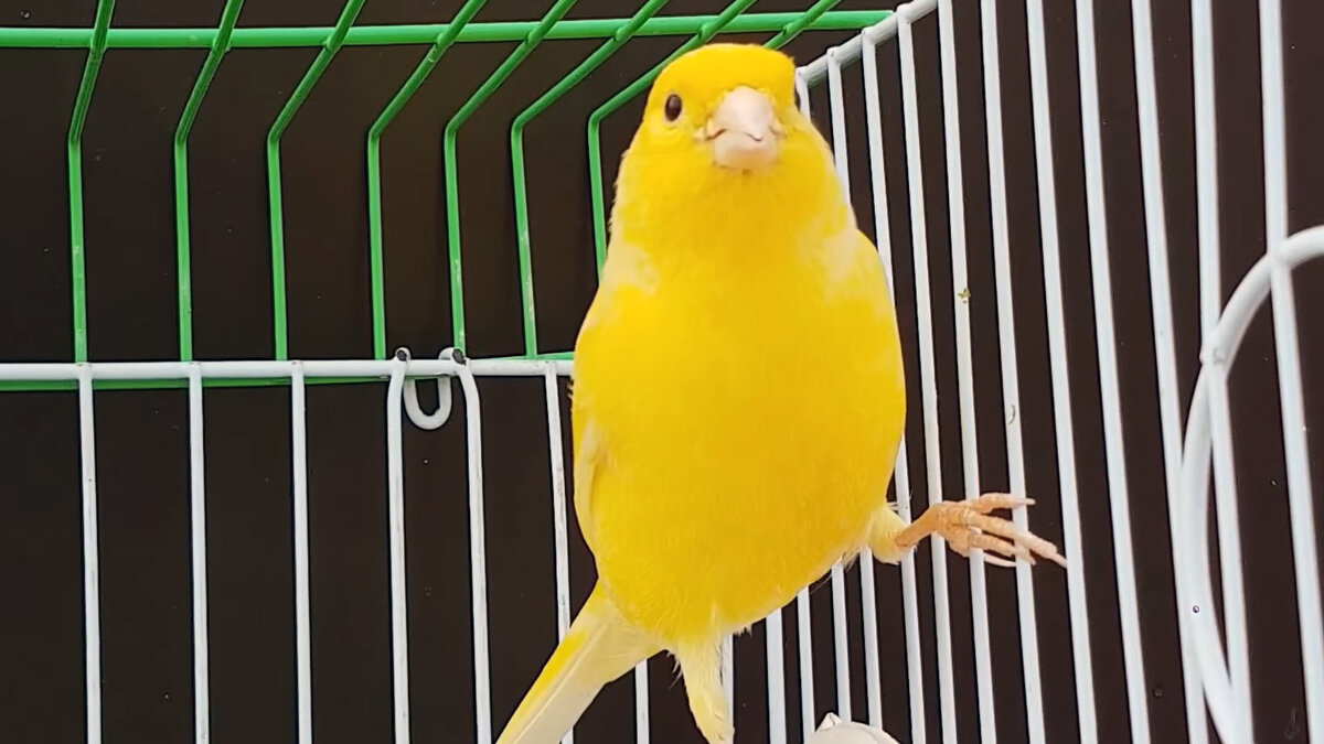 жители какого города считаются знатоками канареечного пения. пение самца кенара. попугай канарейка. пение кенара чемпиона. пение горбатой канарейки.