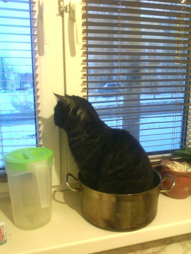 Цезарь! Прошу любить и жаловать).