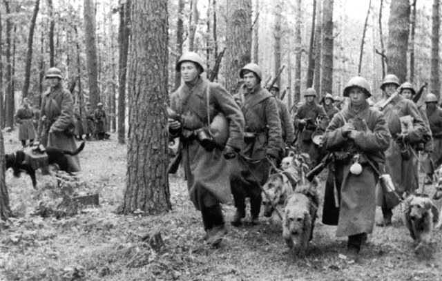 На первом плане - эрдельтерьеры, как Машка. Фото из https://wikipet.ru/2592-sobaki-na-voyne.html