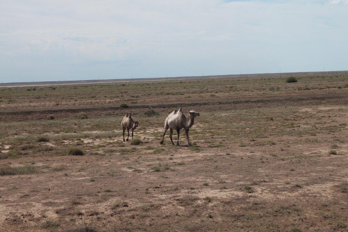 Верблюды выдерживают жару Казахстана, Outlander тоже. Фото автора.