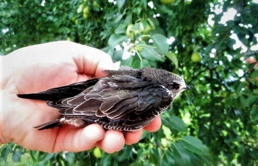 Слеток стрижа. Обратите внимание на белую окантовку у перьев.