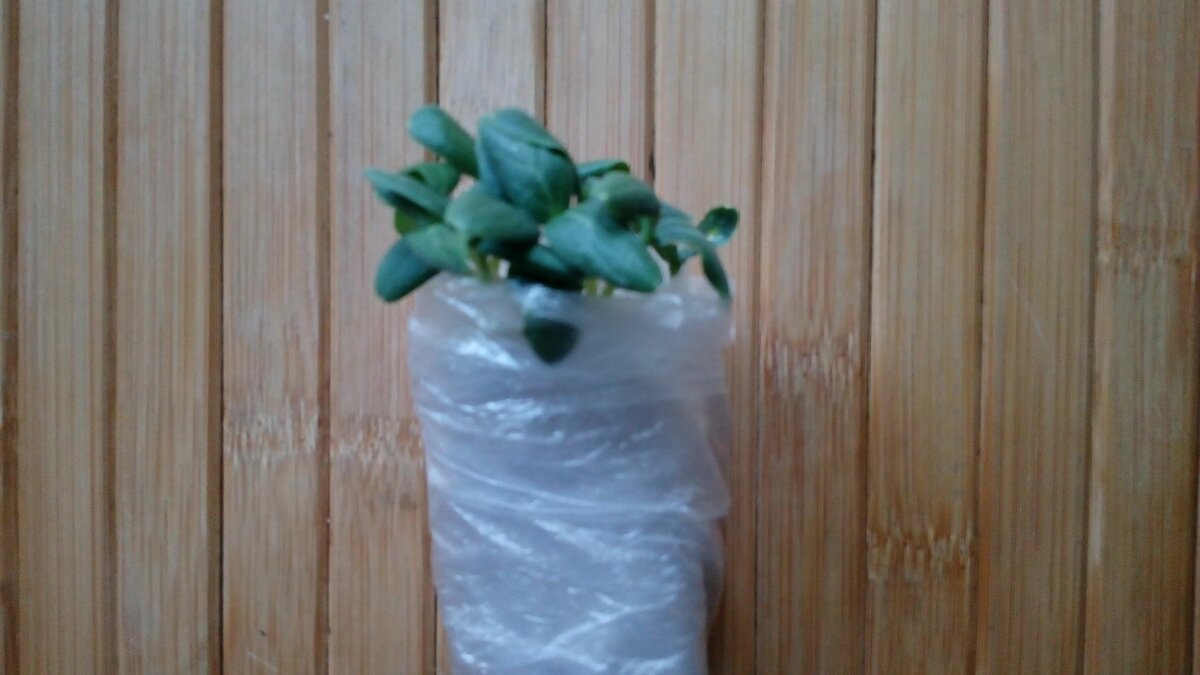 Огурцы в самокрутке. Фото автора