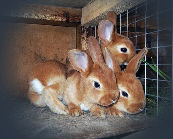 Кролиководство в Прибалтике | Rabbit breeding business